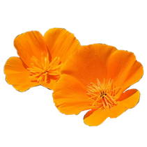 california poppy flower
