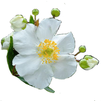 tree anemone flower