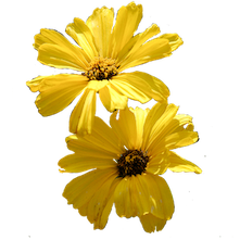california brittlebush flower