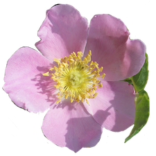 california wild rose flower